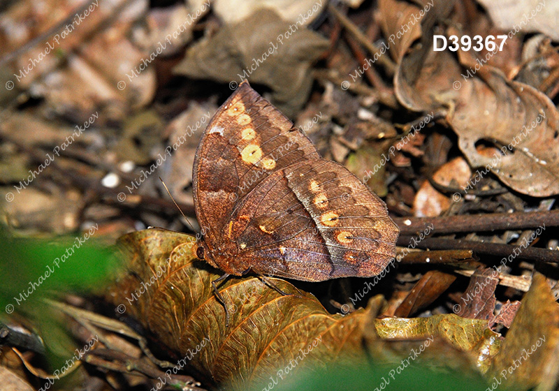 Taygetis mermeria mermeria (Satyrinae, Nymphalidae, Lepidoptera)